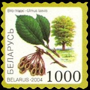 Bielorussia 2004 - serie Piante e frutti: 1000 r