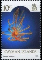 Isole Cayman 1986 - serie Vita marina: 10 c