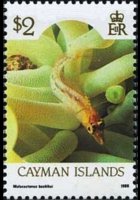 Isole Cayman 1986 - serie Vita marina: 2 $