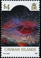 Isole Cayman 1986 - serie Vita marina: 4 $