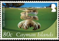 Isole Cayman 2012 - serie Vita marina: 80 c