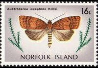 Norfolk Island 1976 - set Butterflies: 16 c