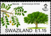 Swaziland 2007 - set Trees: 1,15 E