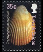 Turks and Caicos Islands 2007 - set Shells: 35 c