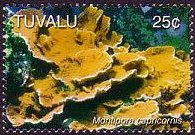 Tuvalu 2006 - set Corals: 25 c