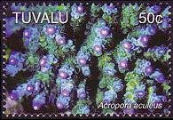 Tuvalu 2006 - set Corals: 50 c