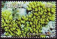 Tuvalu 2006 - set Corals: 60 c