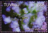 Tuvalu 2006 - set Corals: 65 c