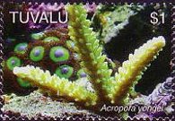 Tuvalu 2006 - set Corals: $ 1