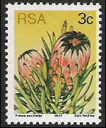 South Africa 1977 - set Proteaceae: 3 c