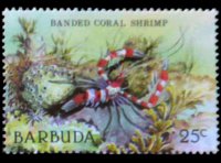 Barbuda 1987 - serie Vita marina: 25 c