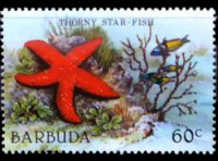 Barbuda 1987 - serie Vita marina: 60 c