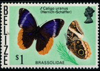 Belize 1974 - serie Farfalle: 1 $
