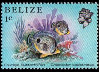 Belize 1984 - serie Vita marina: 1 c