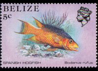 Belize 1984 - serie Vita marina: 5 c