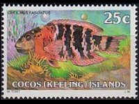 Isole Cocos 1979 - serie Pesci: 25 c