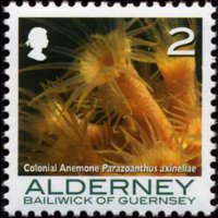 Alderney 2006 - serie Coralli e anemoni: 2 p