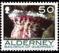 Alderney 2006 - set Corals and anemones: 50 p