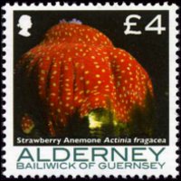 Alderney 2006 - set Corals and anemones: 4 £