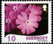 Guernsey 2008 - set Flowers: 10 p