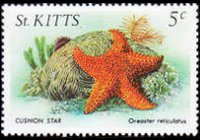 Saint Kitts 1984 - serie Vita marina: 5 c