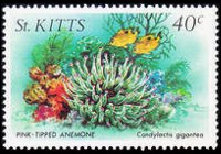 Saint Kitts 1984 - serie Vita marina: 40 c
