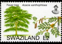 Swaziland 2007 - serie Alberi: 2 E