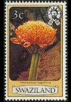 Swaziland 1980 - serie Fiori: 3 c