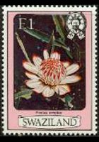 Swaziland 1980 - serie Fiori: 1 E