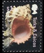Turks e Caicos 2007 - serie Conchiglie: 1 $