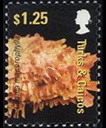Turks e Caicos 2007 - serie Conchiglie: 1,25 $
