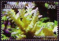 Tuvalu 2006 - serie Coralli: 90 c