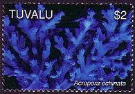 Tuvalu 2006 - serie Coralli: $ 2