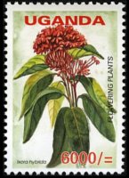 Uganda 2005 - serie Fiori: 6000 sh