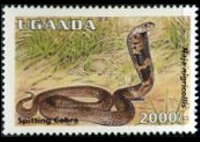 Uganda 1995 - serie Rettili: 2000 sh