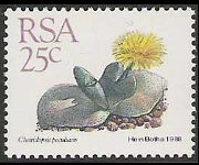 Sudafrica 1988 - serie Piante grasse: 25 c