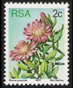 Sudafrica 1977 - serie Proteaceae: 2 c