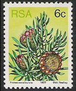 Sudafrica 1977 - serie Proteaceae: 6 c