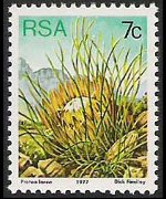 Sudafrica 1977 - serie Proteaceae: 7 c
