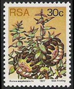 Sudafrica 1977 - serie Proteaceae: 30 c