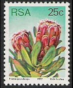 Sudafrica 1977 - serie Proteaceae: 25 c